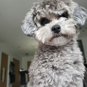 Meet your Posher, Porter